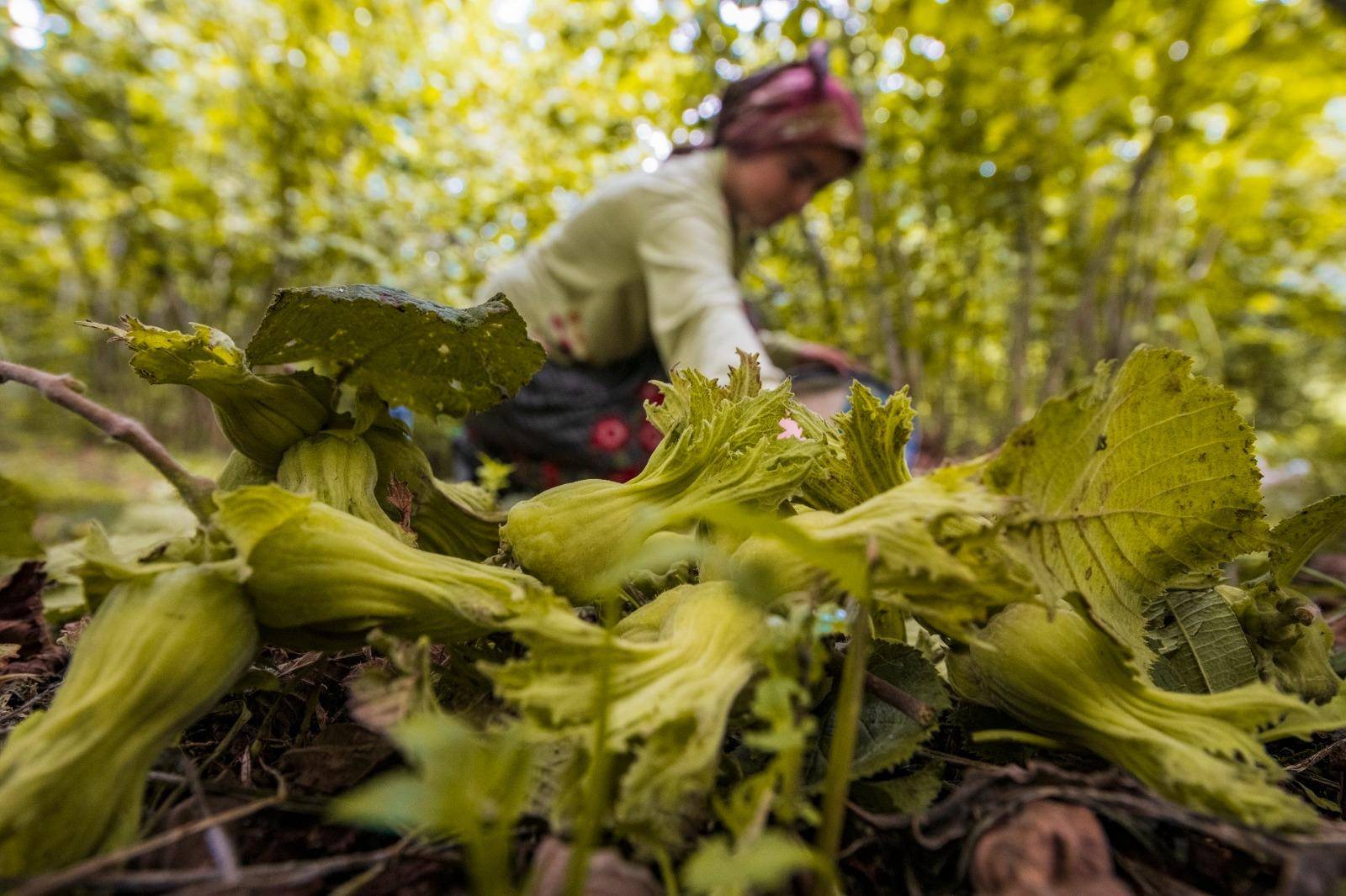O PROJEDE BAŞVURULAR BAŞLIYOR